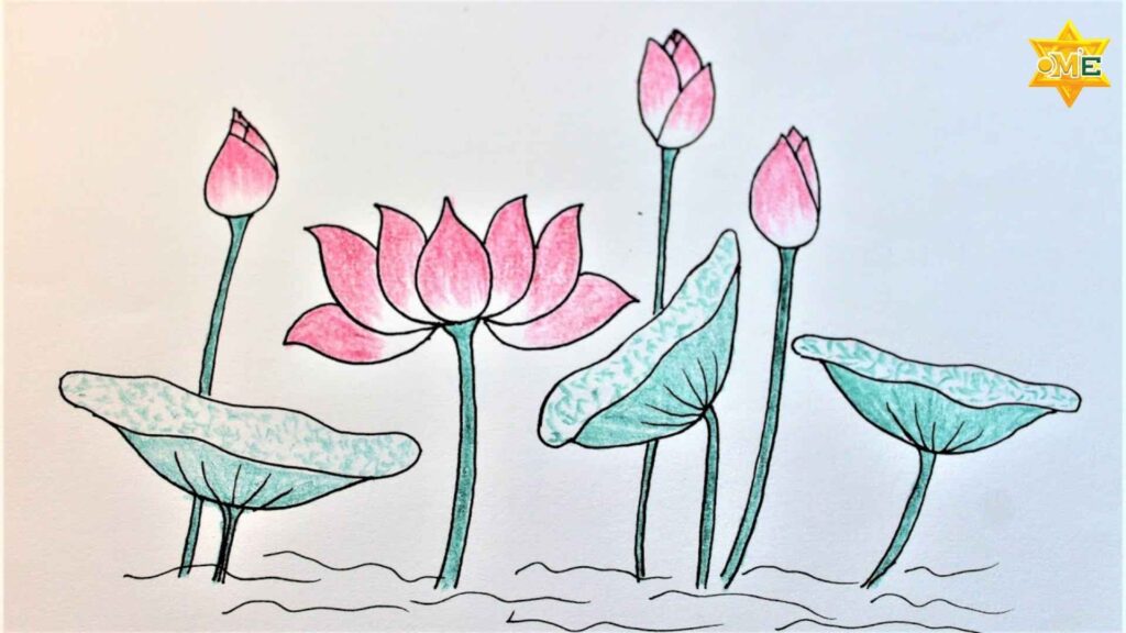 Các bước cơ bản để vẽ hoa sen đơn giản cho học sinh tiểu học