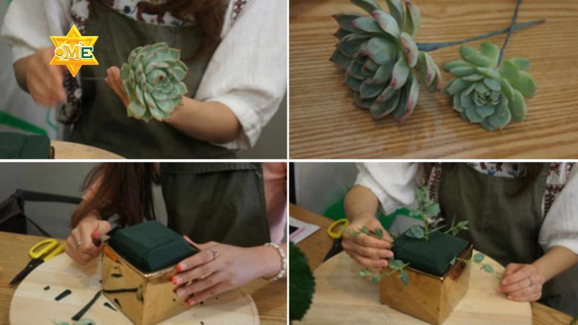 Học cắm sen đá tại nhà